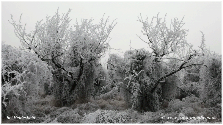 Bild des Monats von Yoga-Ingelheim in Ingelheim